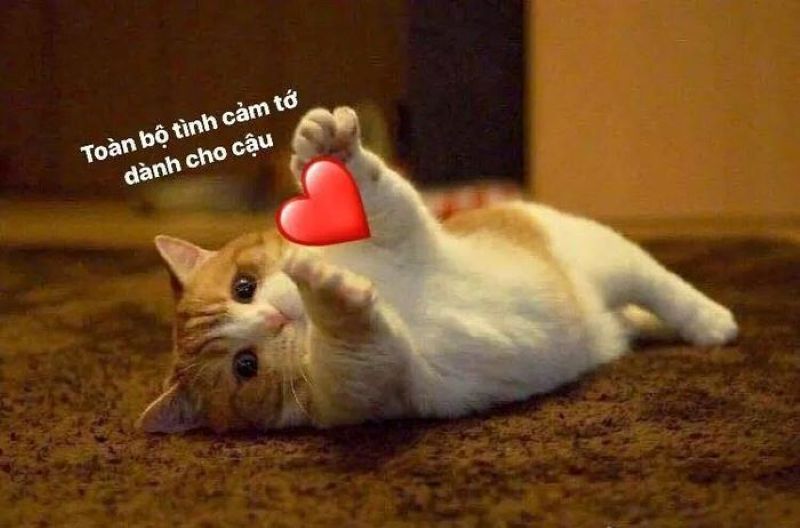 meme ôm dễ thương