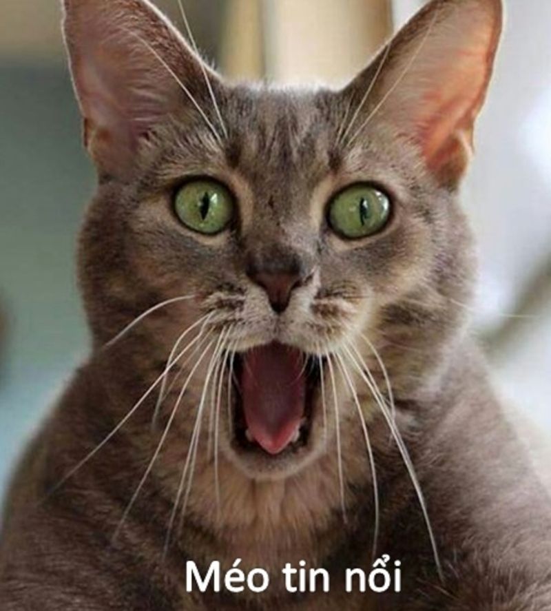 meme sốc
