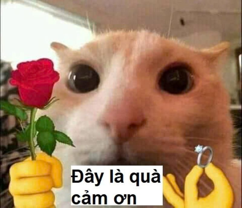 meme tặng bông