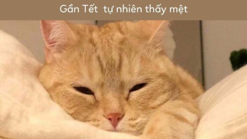 meme tết cute