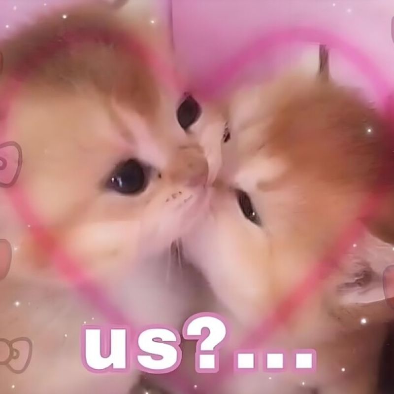 meme thương thương