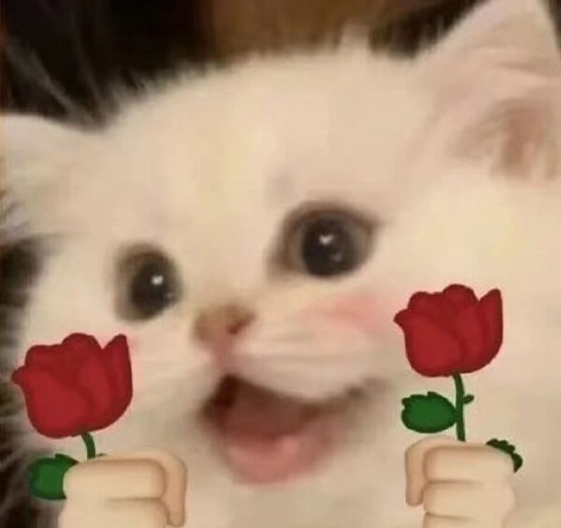 meme tình bạn