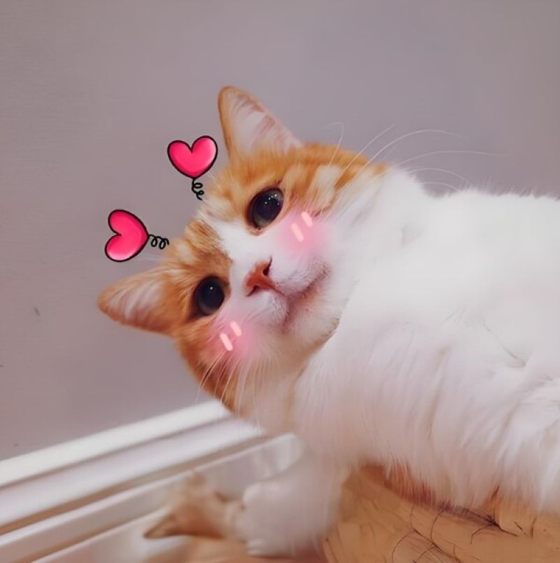 meme tình yêu hài hước