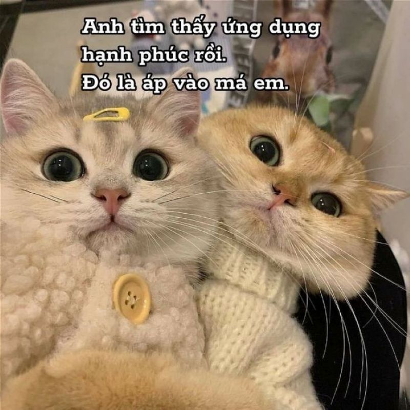 meme tình yêu hài hước