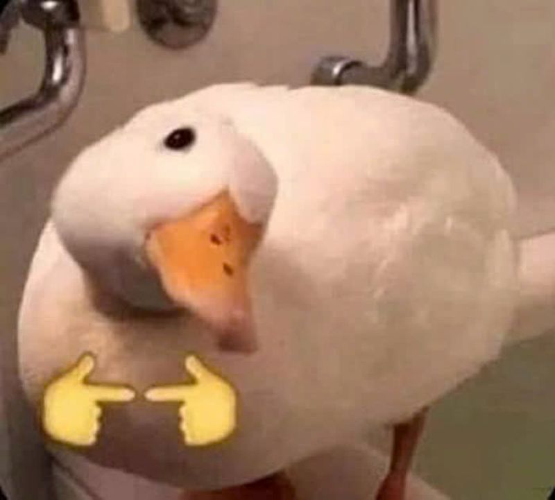 meme vịt vàng