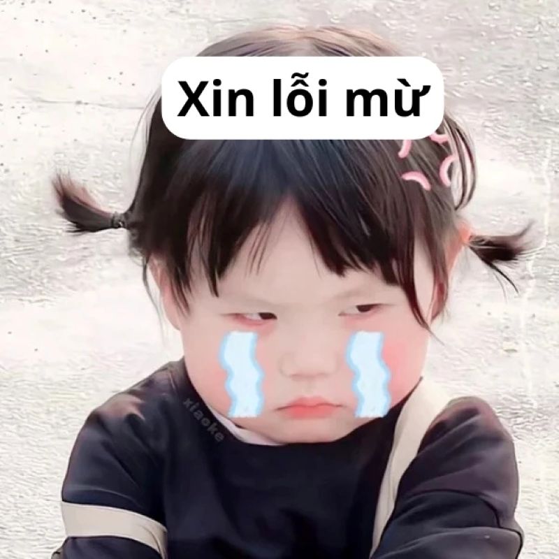 meme xin lỗi đáng yêu