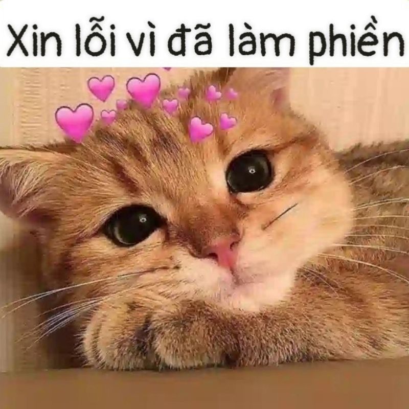 meme xin lỗi