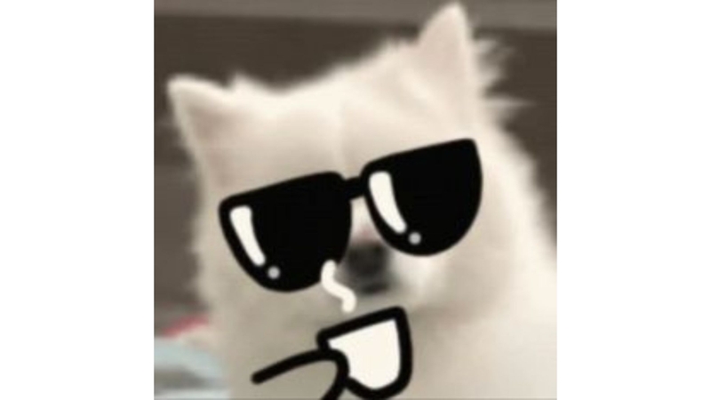 mèo avt