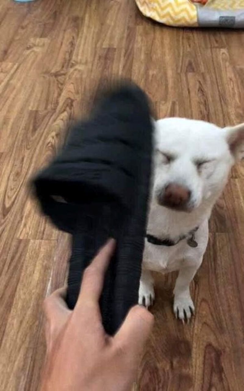 mèo bất lực meme