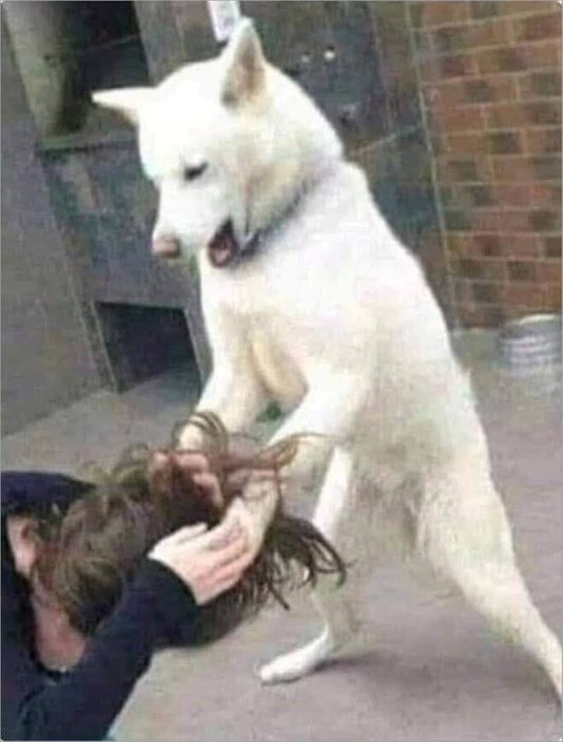 mèo đánh lộn