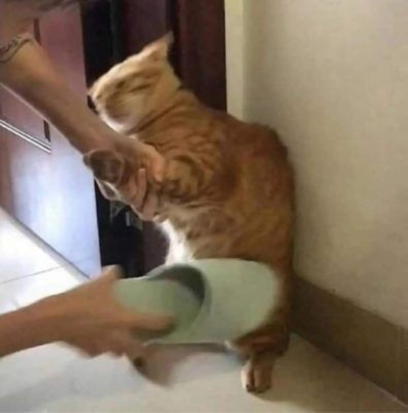mèo đánh