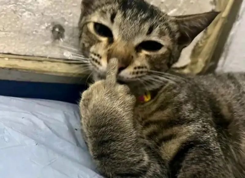 mèo dơ ngón giữa