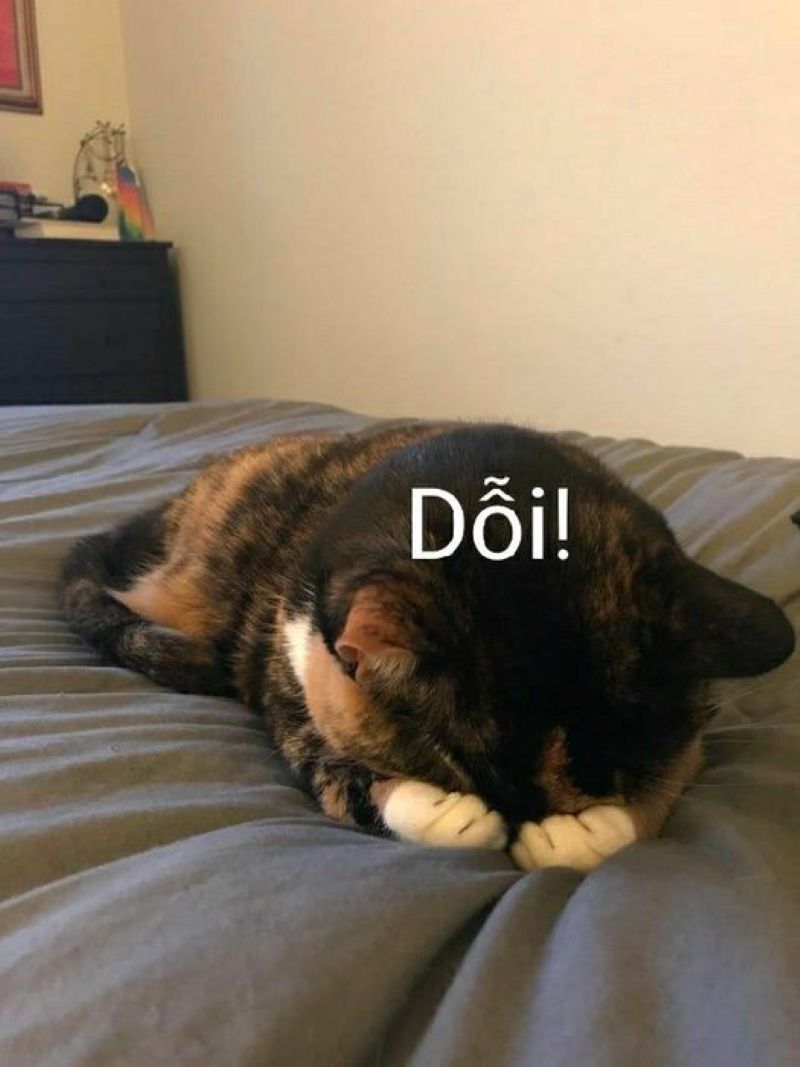mèo dỗi cute