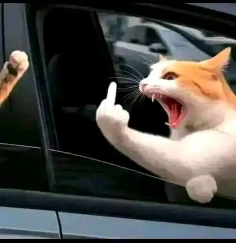 mèo giơ ngón giữa