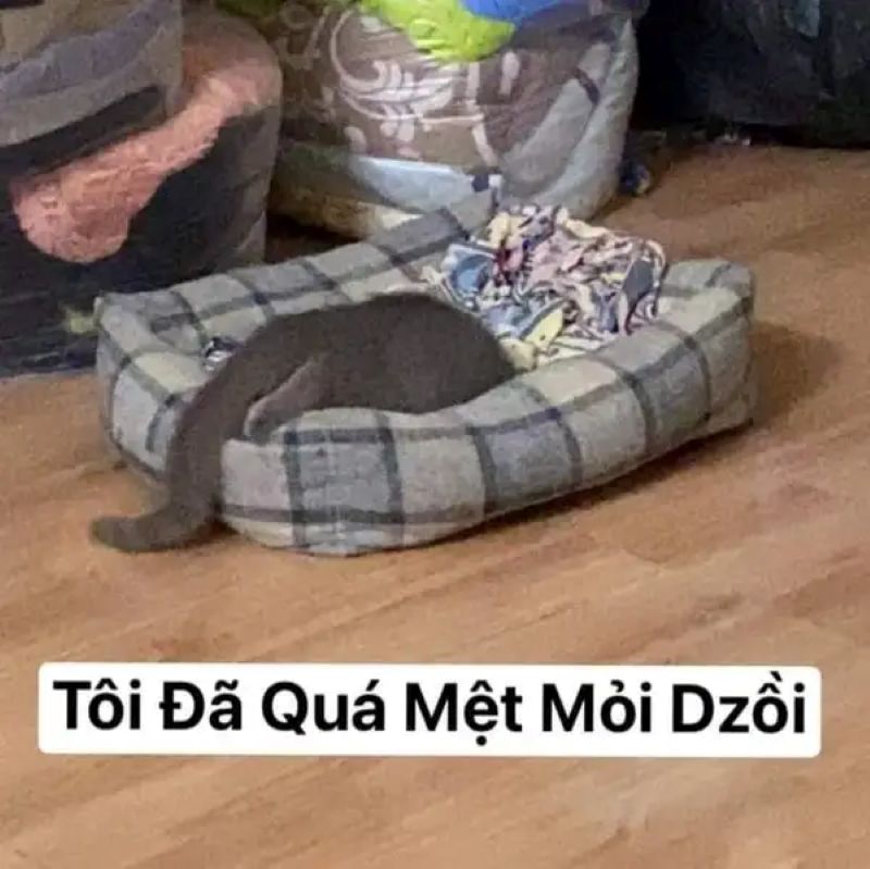 mệt meme