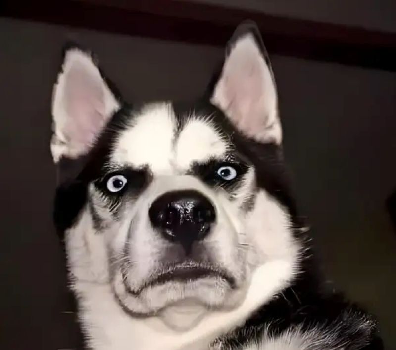 ngạc nhiên meme hài hước
