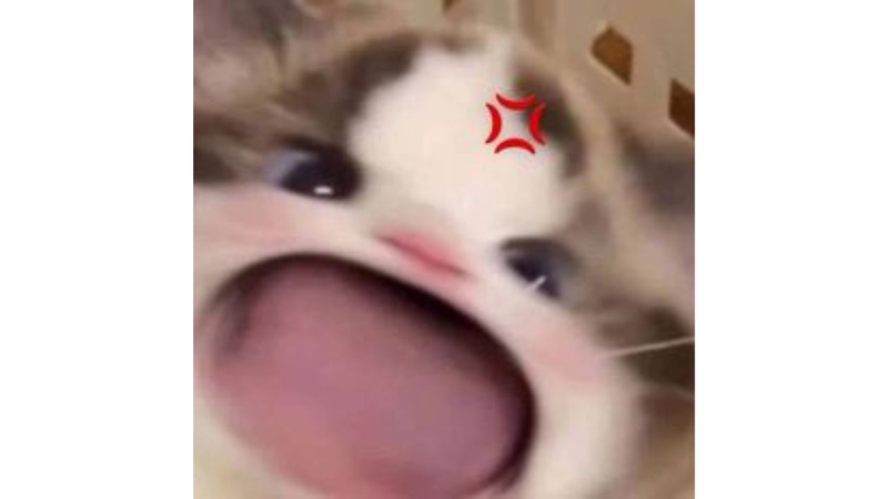 ngộ nghĩnh avatar mèo