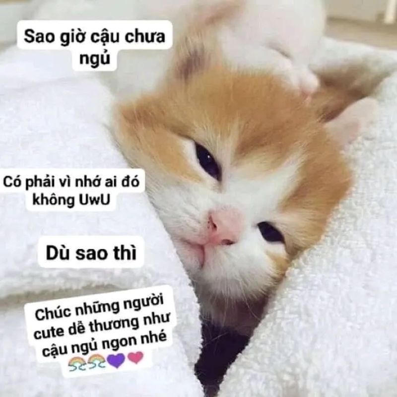 ngủ ngon meme