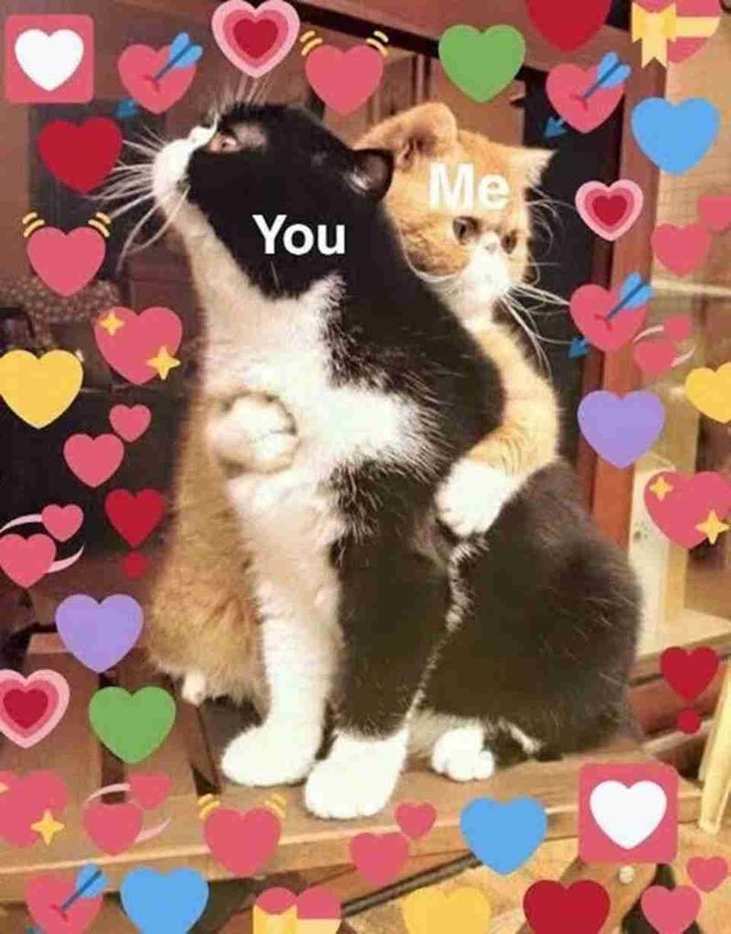 nhớ người yêu meme