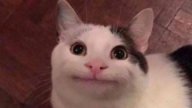 những ảnh meme hài