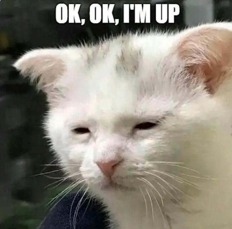 ok meme mèo