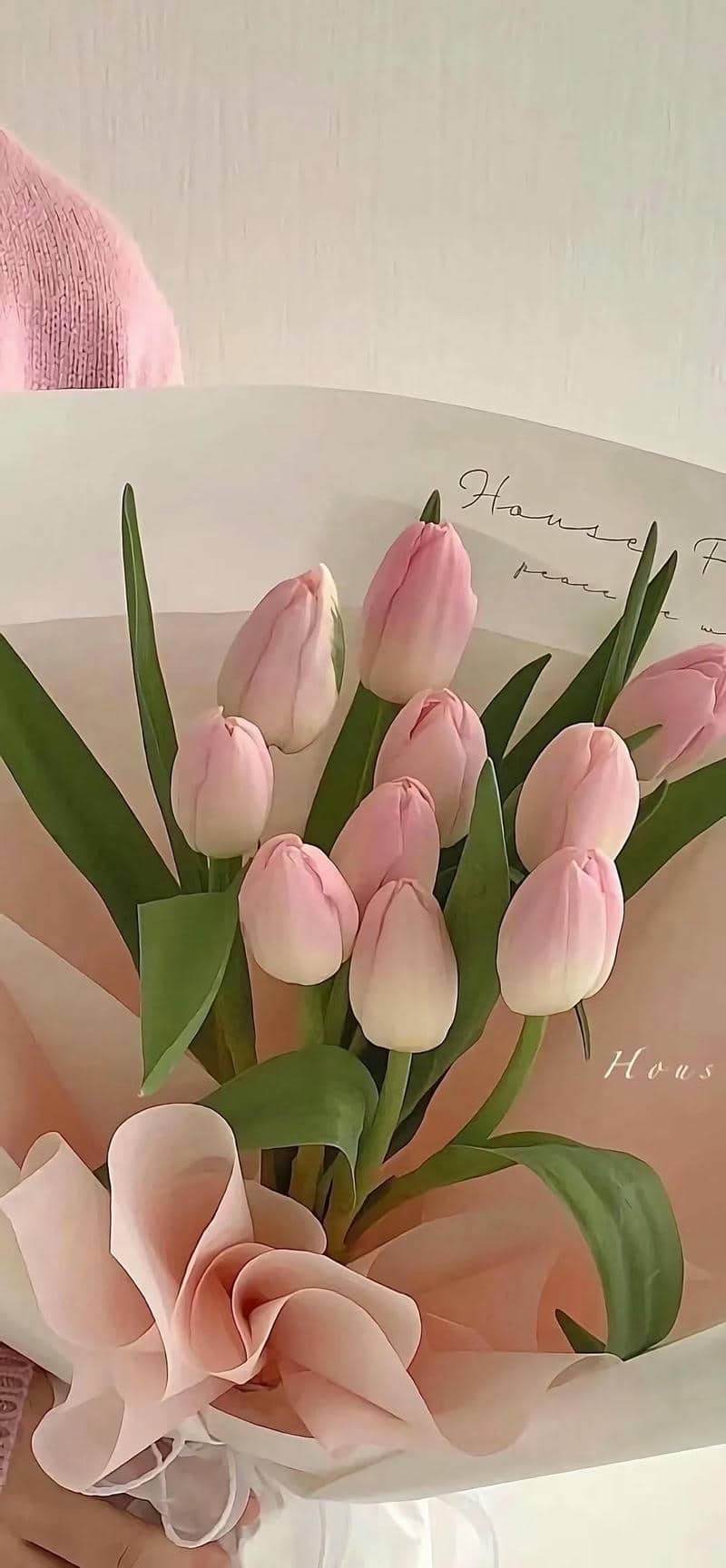 pink hình nền màu hồng