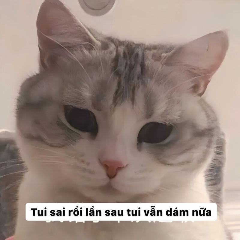 quỳ xin lỗi người yêu
