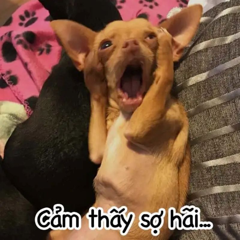 sợ hãi meme