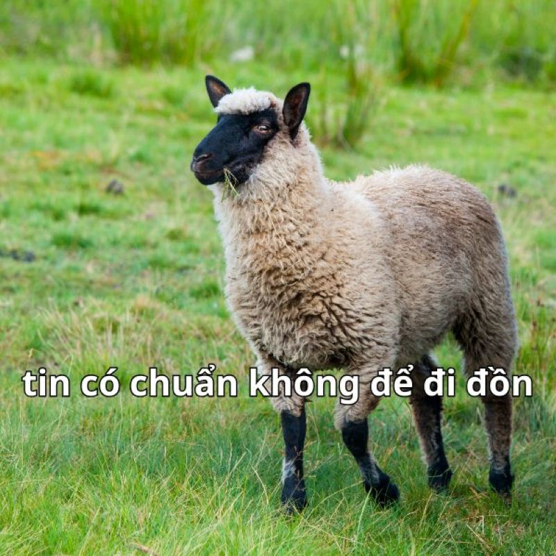 tin chuẩn chưa a