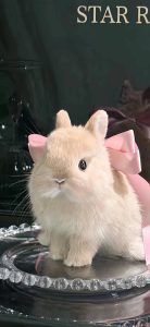 ảnh hình nền thỏ con đáng yêu