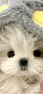 hình nền chó cute