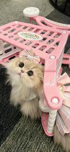 hình nền đẹp cute