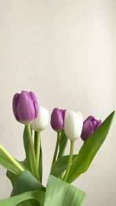 hình nền hoa tulip tím