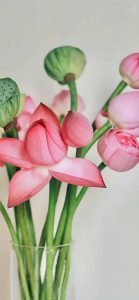 hoa sen hình nền