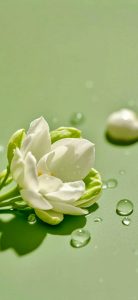 nền đt hoa nhài đẹp