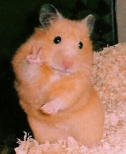 hình ảnh meme hamster