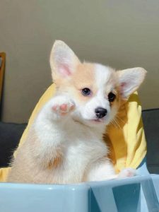 hình nền corgi cute