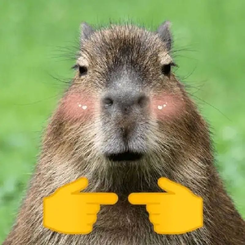 meme capybara cute