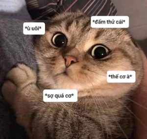 meme sợ