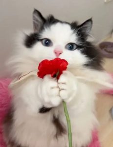 meme tặng hoa cute