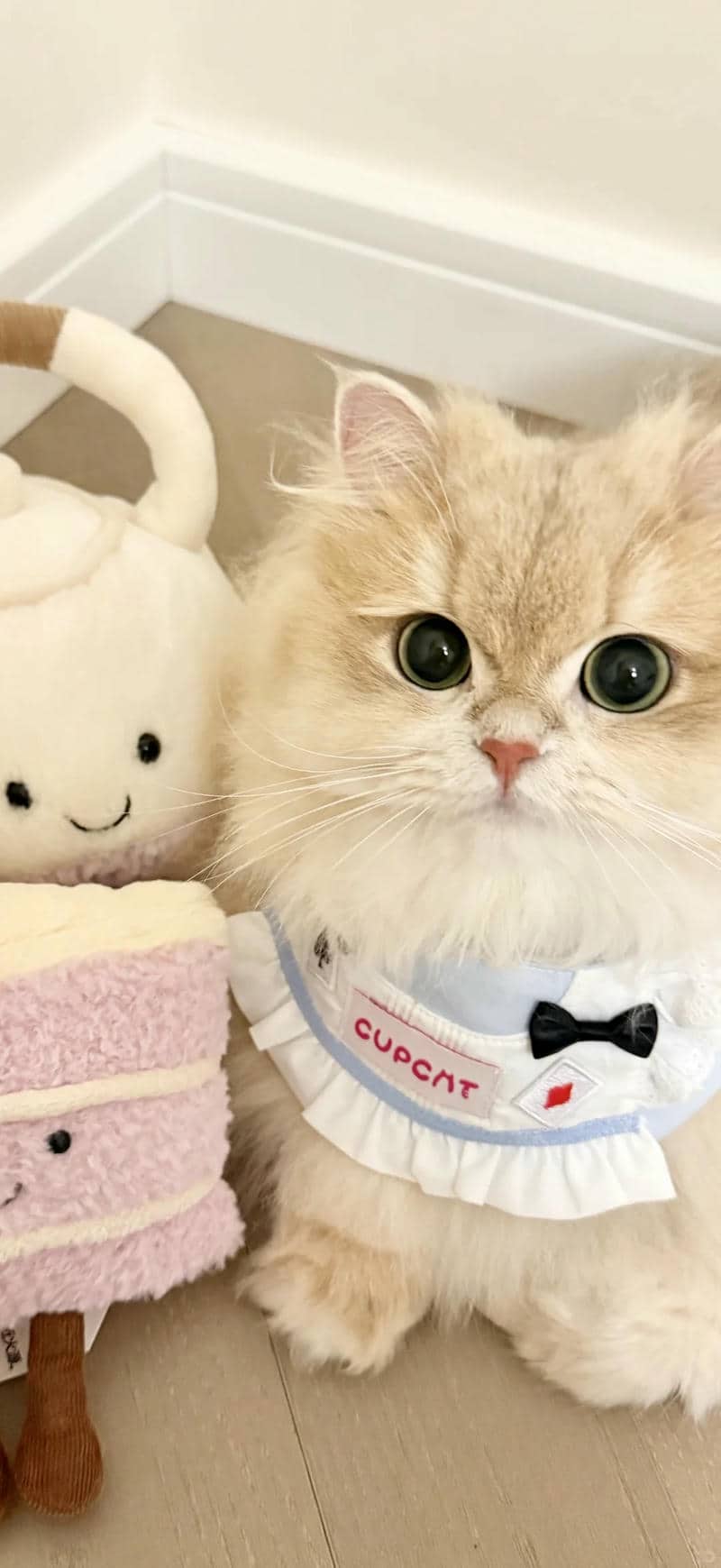 mèo cute hình nền điện thoại