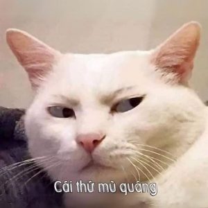 những hình ảnh meme