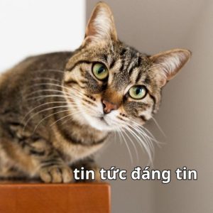 tin chuẩn chưa chị