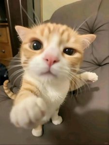 vẽ meme cute